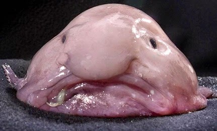 fisk