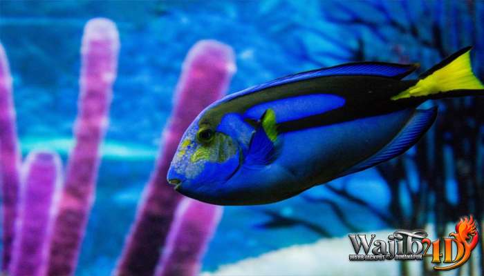 Mengenal Lebih Dalam Tentang Ikan Blue Tang