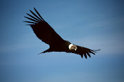 Mountain Math: Flying Condor & Blue Flame Eagle & The Dawning Age Of . (colca condor )