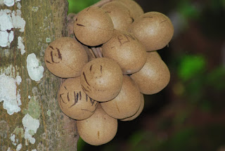 Manfaat Tersembunyi Dari Buah Dan Daun Kepel