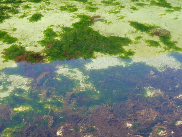 才浦海岸