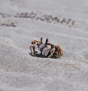 9 Ghost Crab Facts