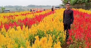 Kebun Bunga Celosia Wisata Instagramble di Bantul Metro