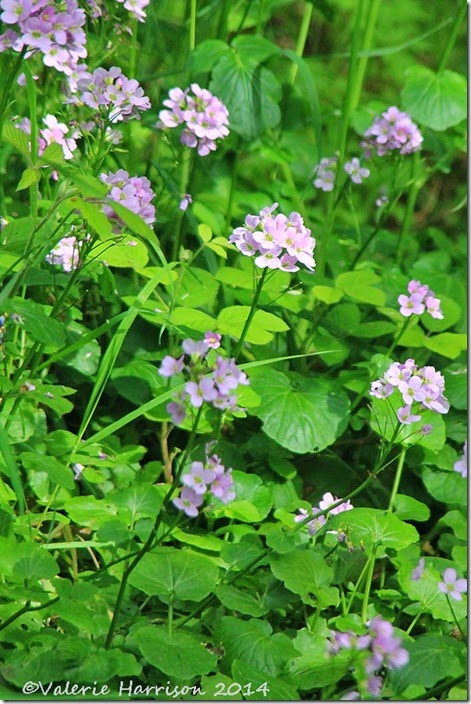 34-cardamine-raphanifolia