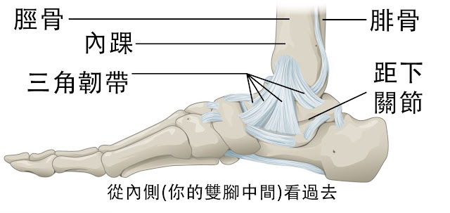 腳踝 三角韌帶