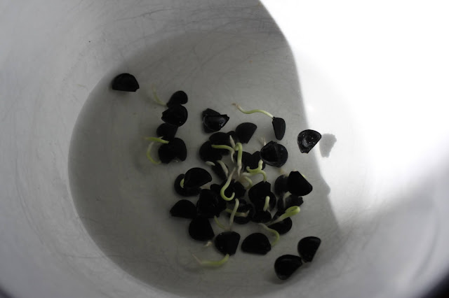 Manfreda seeds soaking in water