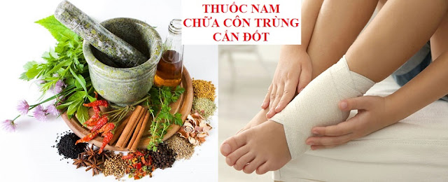 PHÒNG CHỮA BỆNH NHỜ RAU CỦ QUẢ QUANH TA - THUỐC NAM CHỮA CÔN TRÙNG CẮN ĐỐT