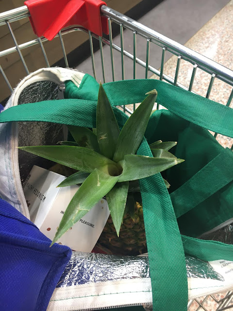 New Baby Pineapple 