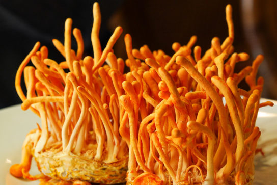  Can I take cordyceps at night? | cordyceps militaris mushroom benefits