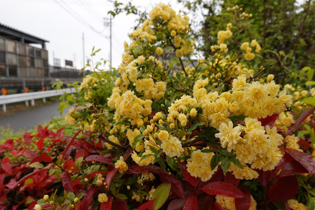 鳥取県境港市新屋町 モッコウバラ（木香茨、木香薔薇）