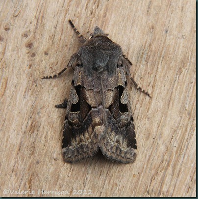 Hebrew-Character-1