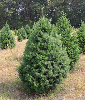 real christmas trees