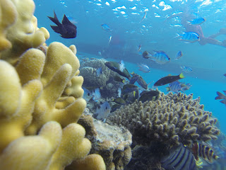 Biota Laut di Pulau Cilik Karimun Jawa