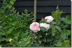 DSC_1399 (600 x 400)