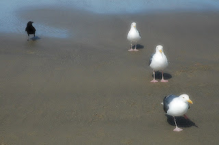 birds on the beach