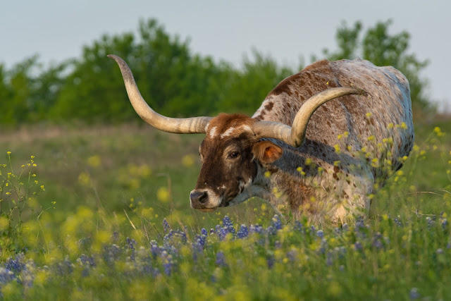 Longhorn in Bluebonnets, Union Hill Road