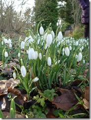 snowdrops4