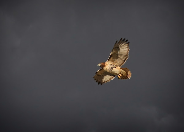 East Village resident red-tailed hawk, Amelia.