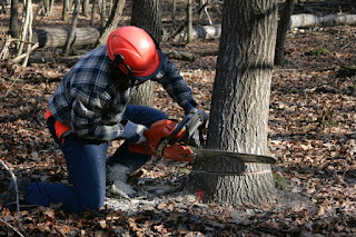  tree removal in Pulaski VA