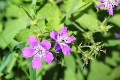 Bosooievaarsbek - - Geranium sylvaticum