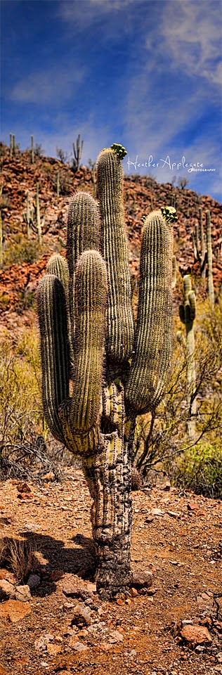 http://heather-applegate.artistwebsites.com/featured/saguaro-heather-applegate.html