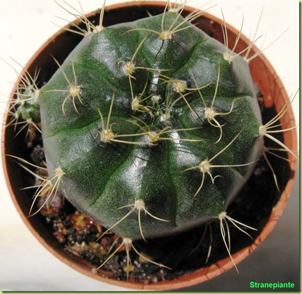 Gymnocalycium damsi giugno 2009