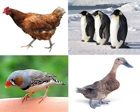 Himpunan hewan berkaki dua yaitu ayam, pinguin, burung pipit dan bebek