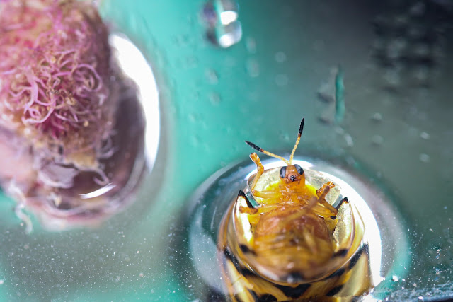 Macro photography kumbang kepik (Bintang Fadhil)