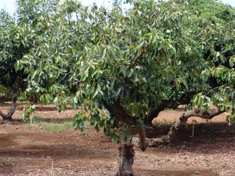 Baru 25+ Pohon Buah Yang Tidak Tinggi