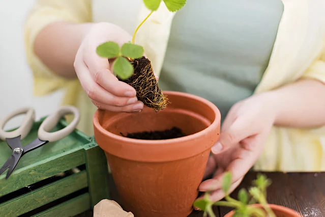Preparing plant roots before repotting into a terracotta pot
