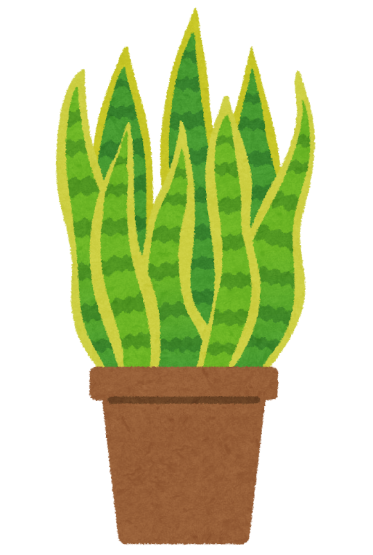 サンスベリアのイラスト 観葉植物 かわいいフリー素材集 いらすとや