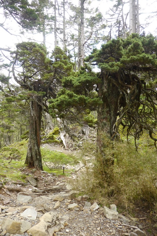 2013_0608-0611 雪山志佳陽下馬武霸億年僑_094