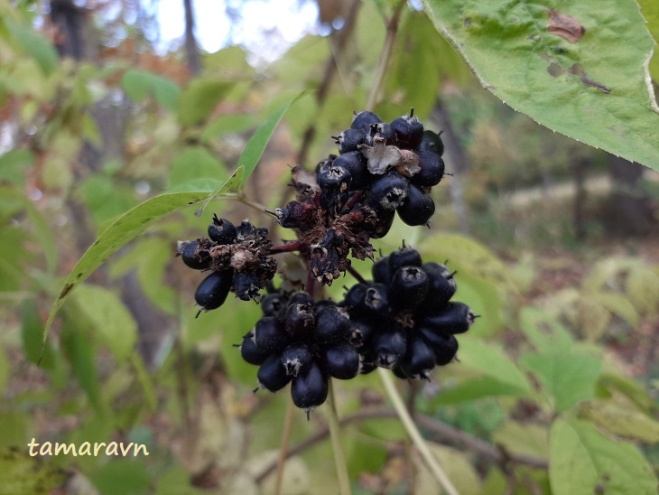 Свободноягодник сидячецветковый (Acanthopanax sessiliflorus, =Eleutherococcus sessiliflorus)