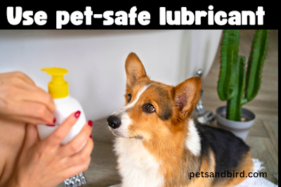 a small amount of pet-safe lubricant to the tip of the thermometer