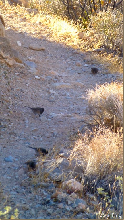 Calico hike_012