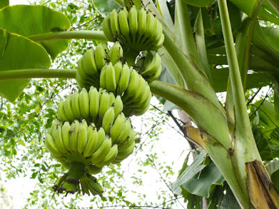  Manfaat pisang untuk keesehatan