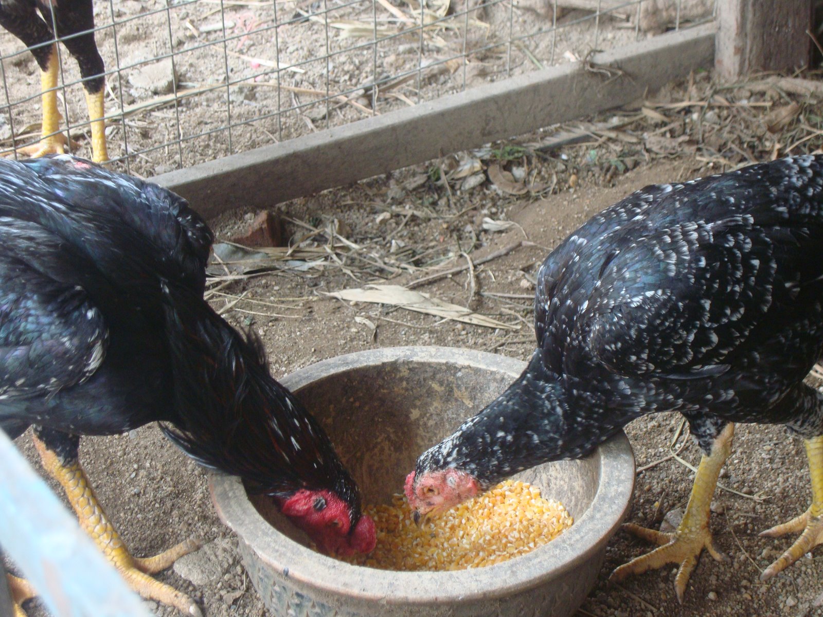 FAIZ FARM Ayam  makan  jagung induk betina muda