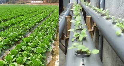 Manfaat dan Cara Budidaya Tanaman Caisim Petani TOP 