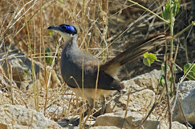 Coua olivaceiceps