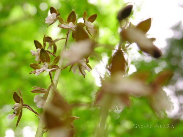 Calanthe discolor