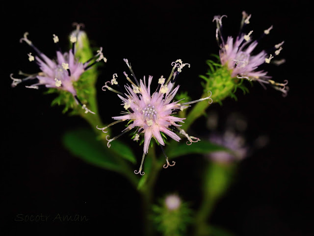 Saussurea sinuatoides