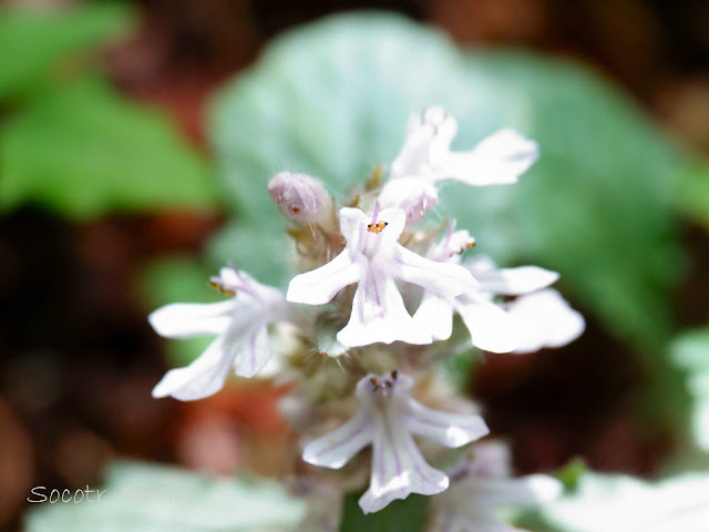 Ajuga nipponensis