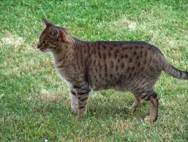 Ocicat: Understanding the Pros, Cons and Suitability as a Pet