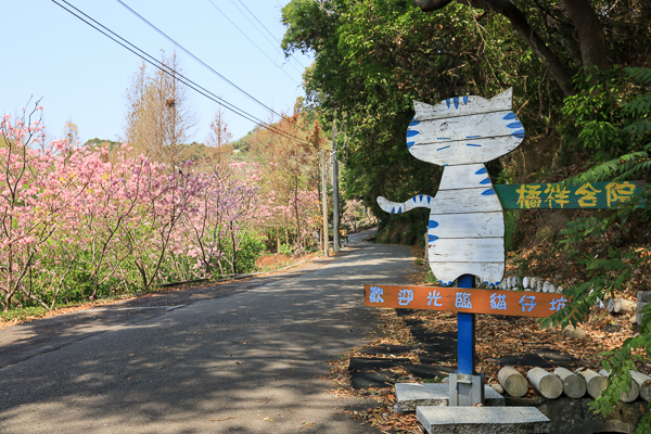 台中后里橘祥合院賞櫻秘境，懷舊建築享用合菜簡餐、咖啡下午茶