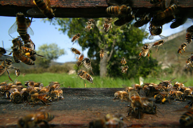 gathering of bee