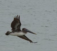 Flying brown pelican juvenile – Aransas Bay, TX – Feb. 19, 2017 – by Jodi Arsenault