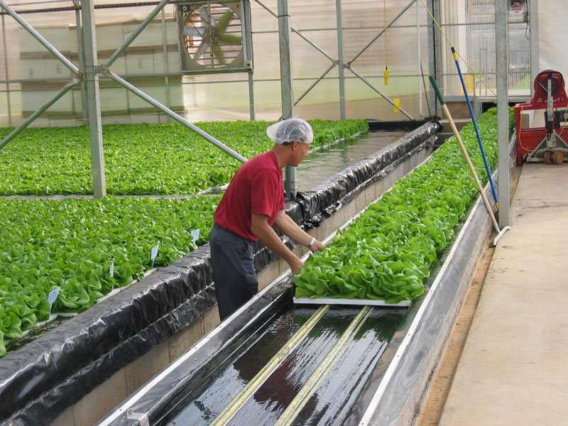 pH in Plant Nutrition by CCRES AQUAPONICS