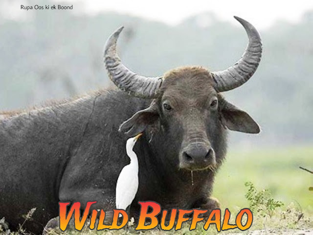 छत्तीसगढ़ का राज्य पशु "जंगली भैंसा" || State Animal of Chhattisgarh "Wild Buffalo"