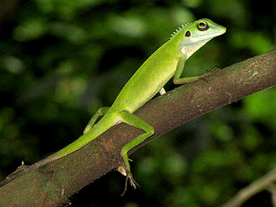 Green Crested Lizard (Bronchocela cristatella)