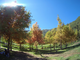 Wuling Farm maple autumn foliage